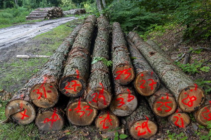 Nowe zasady mogą wywindować ceny drewna. Meblarze i tartaki już się szykują