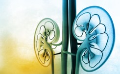 Choroby nerek są często bezobjawowe. Aż dojdzie do ciężkiej ich niewydolności