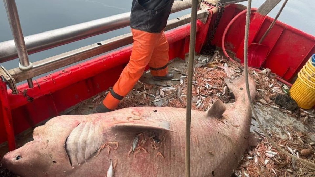 Izvukli grdosiju od 400 kila: Neobičan ulov na Jadranu zaprepastio svet: 
