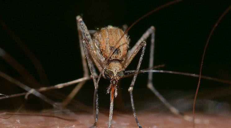 A szúnyogok által terjesztett nyugat-nílusi láz magyarországi megjelenése miatt a szúnyogcsípések megelőzésére kéri a lakosságot a Népegészségügyi  Központ / Fotó: Pixabay