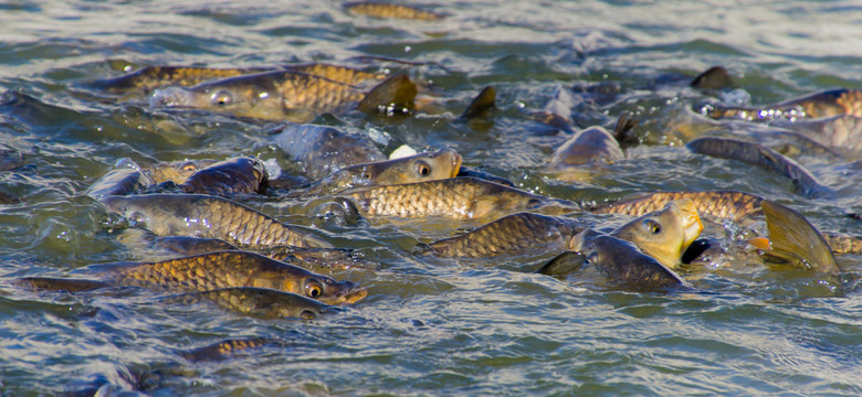 Masowa śmierć ryb w Iraku. Co się stało?