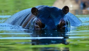 Ilustracija: nilski konj