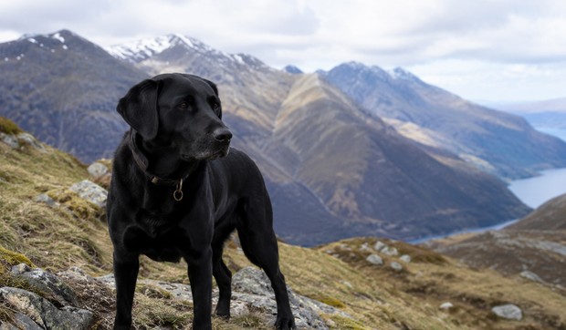 Labrador na planini