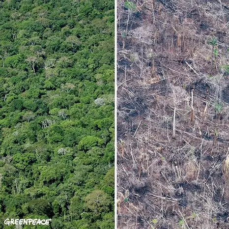 Greenpeace 10 Year Challenge