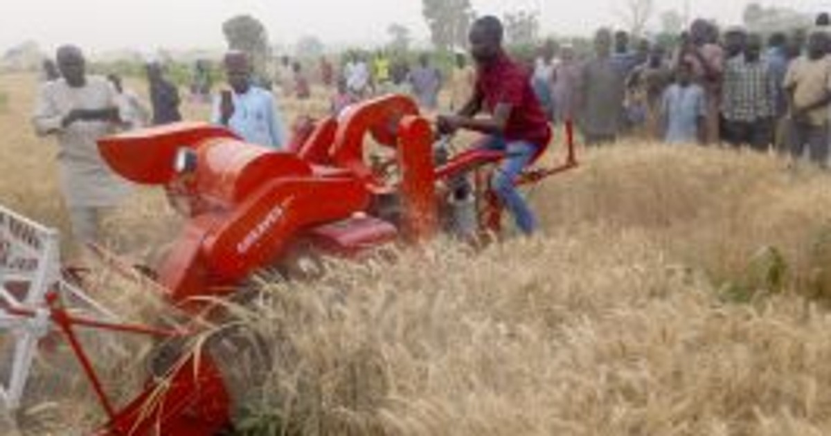 Association inaugurates harvest of 5,120 hectares of wheat in Bauchi - Vimarsana News
