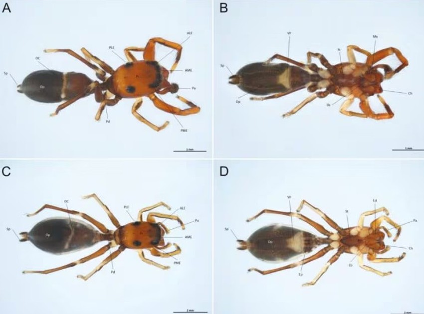 Nova vrsta paukova na Siciiji