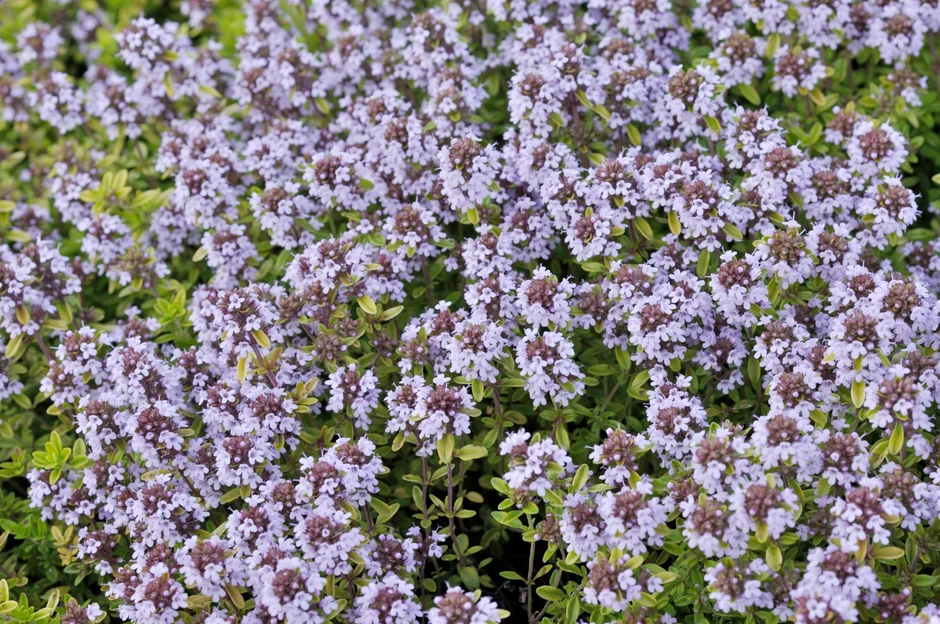 Imunitet majčina dušica