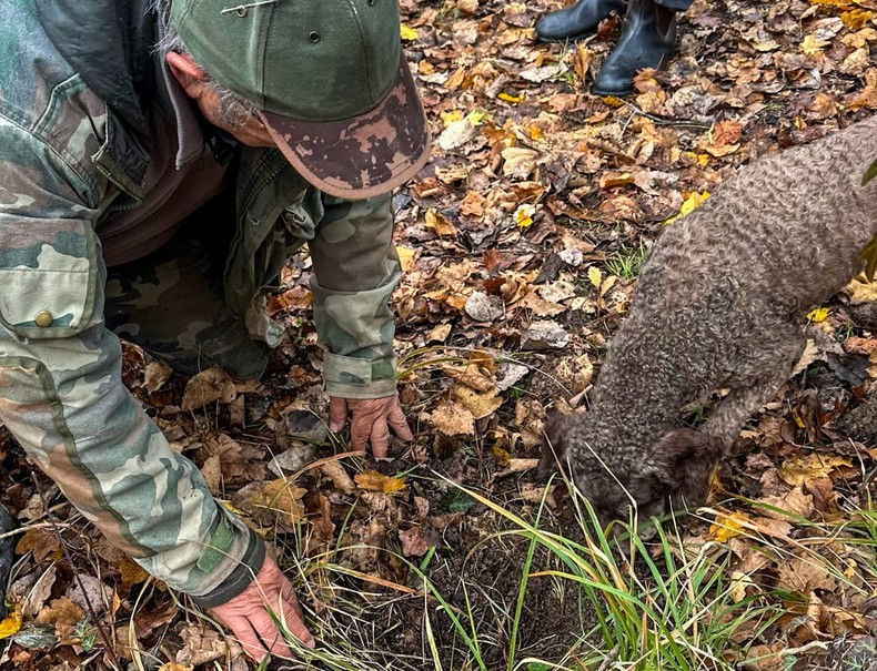 In Savigno, you can hunt for truffles with the help of trained dogs.Kaitlyn Rosati