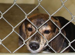 Przywiązał psa do samochodu i wlókł przez kilkaset metrów. 72-latek usłyszy zarzut