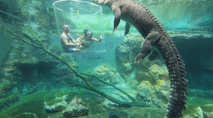 Krokodil a halál ketrecébe/Fotó:Northfoto