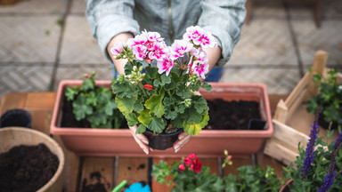 Pelargonie to piękne kwiaty. Nie wyrzucaj ich do kosza, niech znów zakwitną na wiosnę