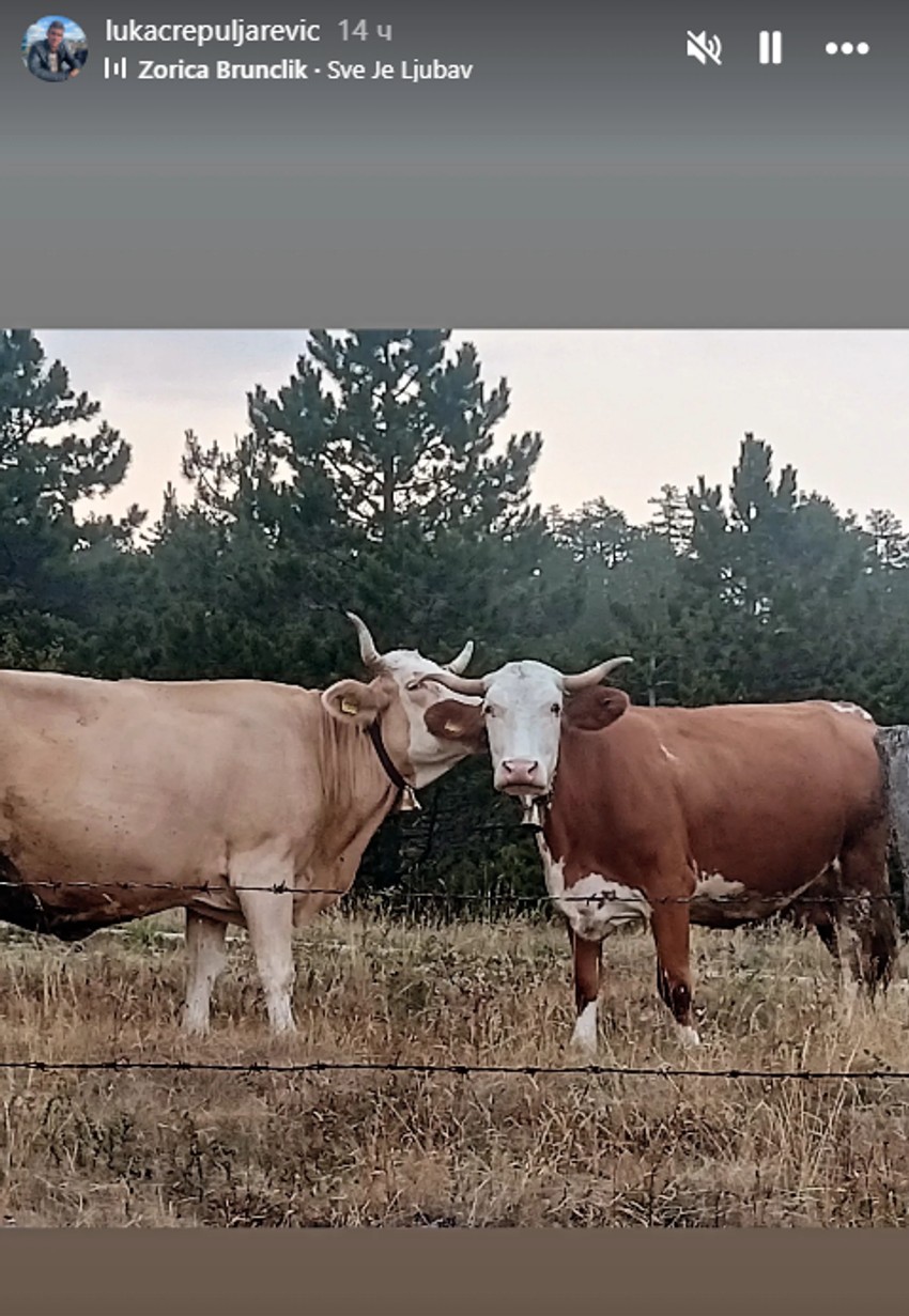 Luka Crepuljarević čuva krave