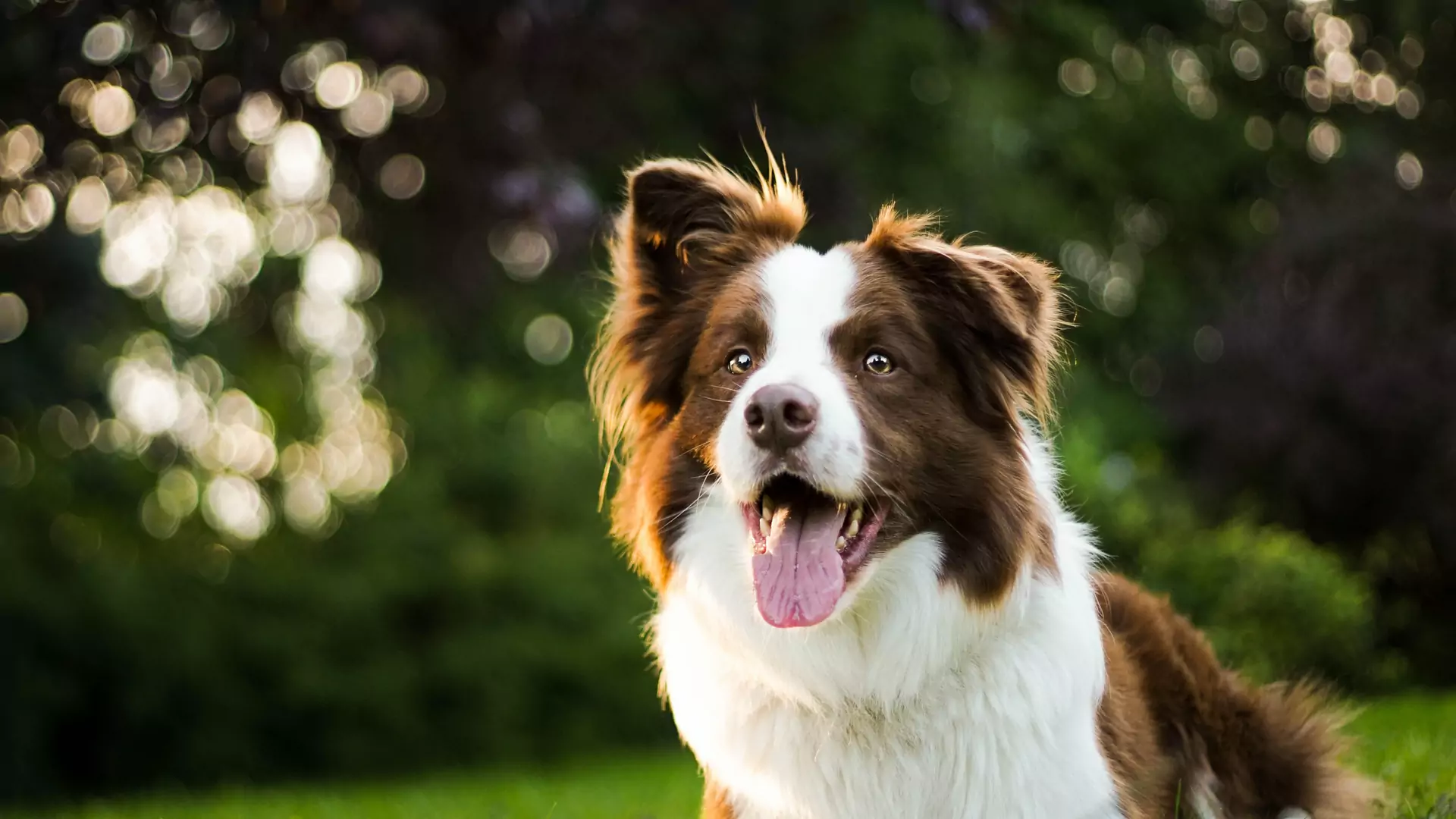 Ranking najmądrzejszych ras psów według psiego psychologa. Czy twój jest na liście?