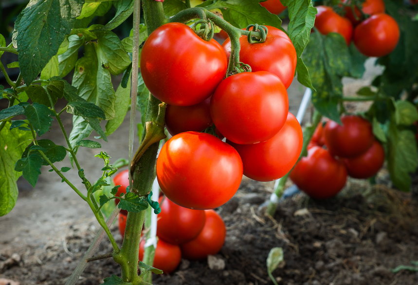 Podwiązywanie pomidorów zabezpiecza krzew przed uszkodzeniem - Dusan Kostic/stock.adobe.com