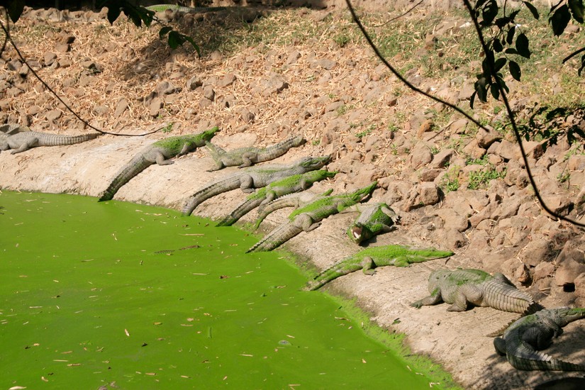 Gambia