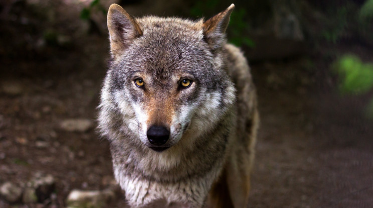 Előbb-utóbb az emberre is veszélyt jelenthetnek a bükki farkasok /Illusztráció: Pexels