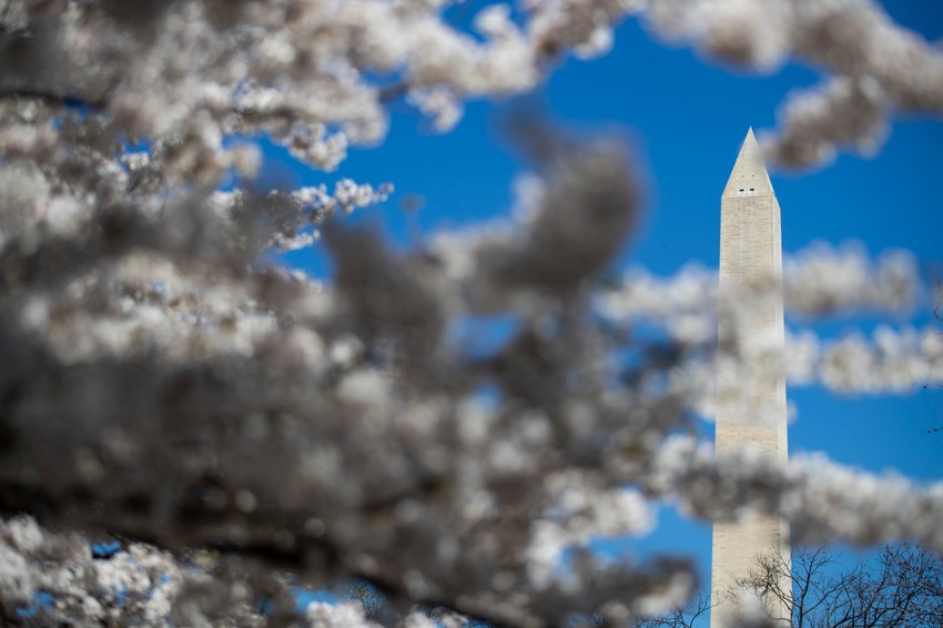 Cvetanje trešnji u Vašingtonu