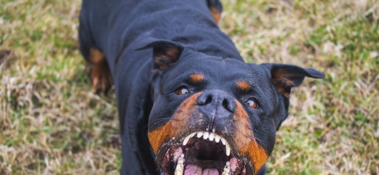 Nie żyje 57-latek pogryziony przez rottweilery