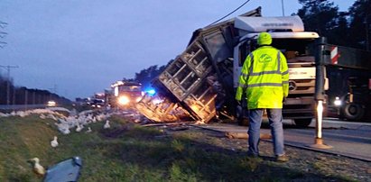 Wypadek transportu z kaczkami pod Piotrkowem Trybunalskim. Zginęło ponad tysiąc zwierząt