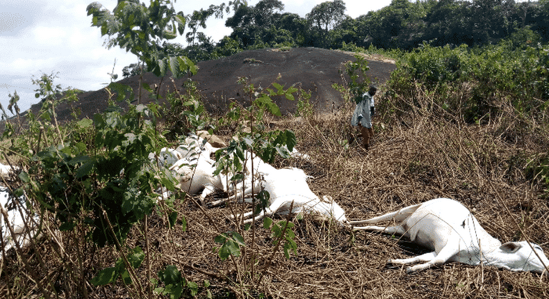 Lightning strikes 7 cows worth N1.1m to death in Osun. [Information Orbit] 