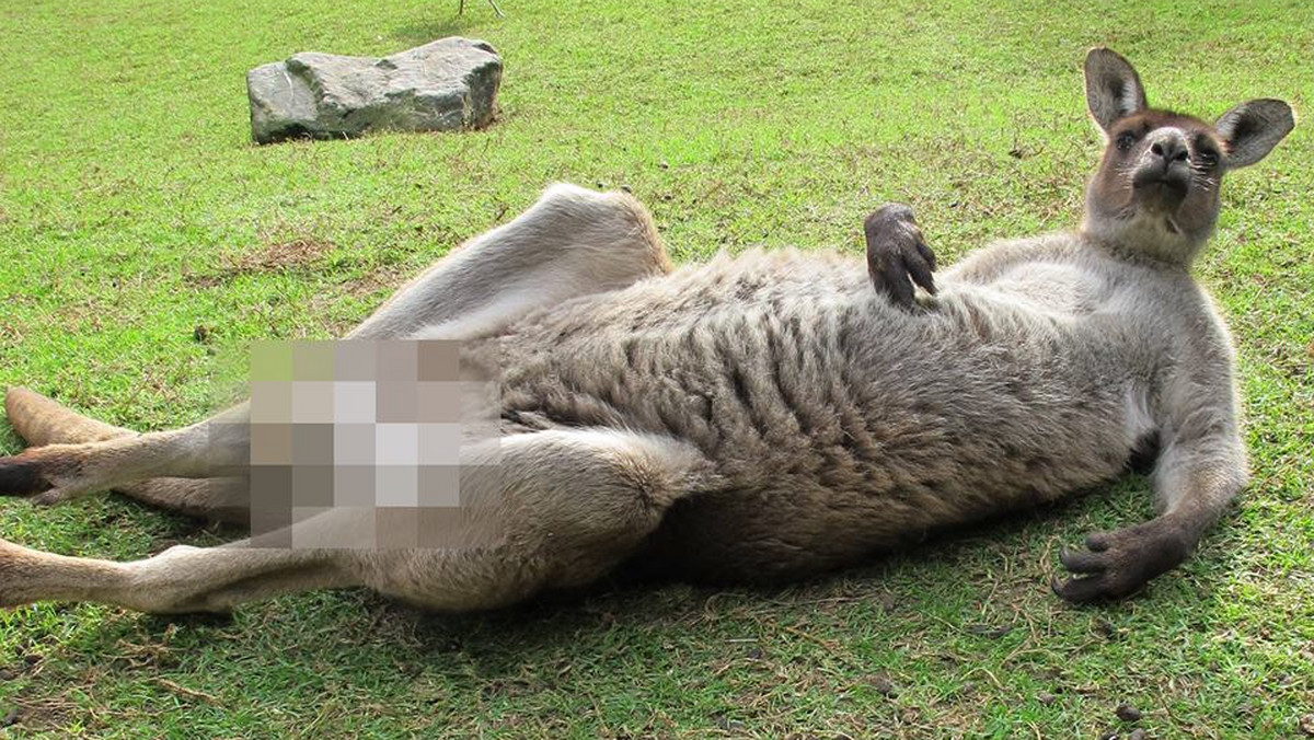 Tourism Australia, narodowa organizacja promująca turystykę w tym kraju, na swoim profilu na Facebooku zamieściła zdjęcie "wyluzowanego" kangura Big Baza z Featherdale Wildlife Park, któremu wypikslowali genitalia i dodali adnotację "Ocenzurowane dla Facebooka". Zdjęcie wywołało burzę i rozprzestrzenia się viralowo w internecie.