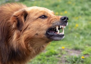 Kako prepoznati da se pas sprema da napadne i kako se zaštiti