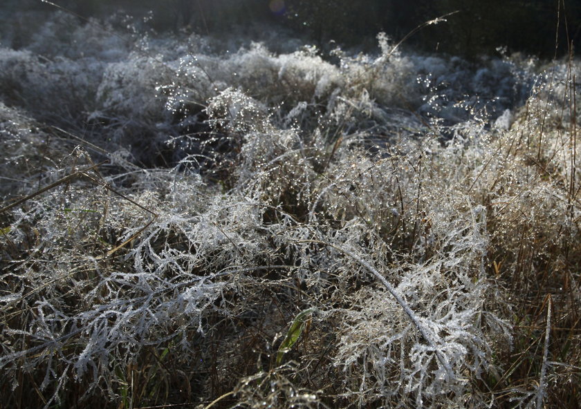 Pogoda dla Polski. Meteorolodzy ostrzegają przed przymrozkami 