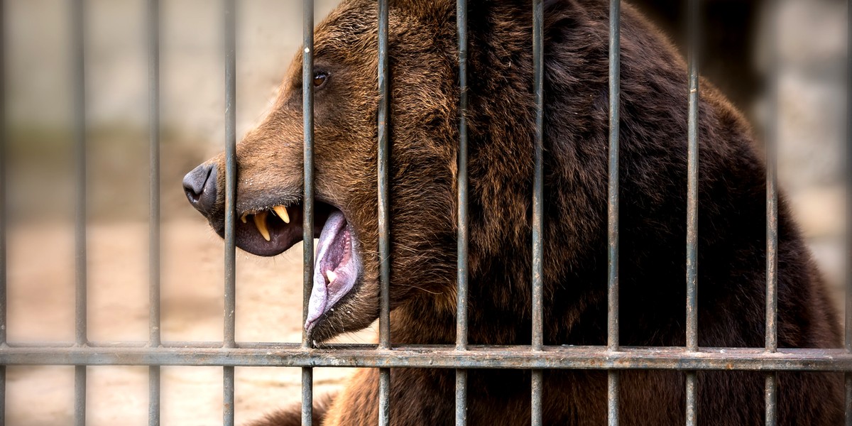 3-letnia dziewczynka została pozbawiona ręki przez niedźwiedzia w zoo.