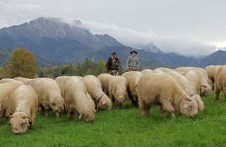 Rzucić wszystko i zostać juhasem? Ruszyły zapisy na tegoroczne szkolenia