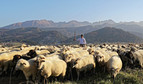 Bacowie z owcami na Bachledzkim Wierchu