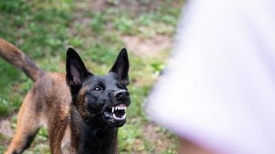 The dog will not be fooled by the psychopath's tender words [Shutterstock]