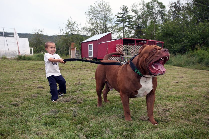 Największy pit bull świata opiekuje się niemowlęciem. Oszaleli?!