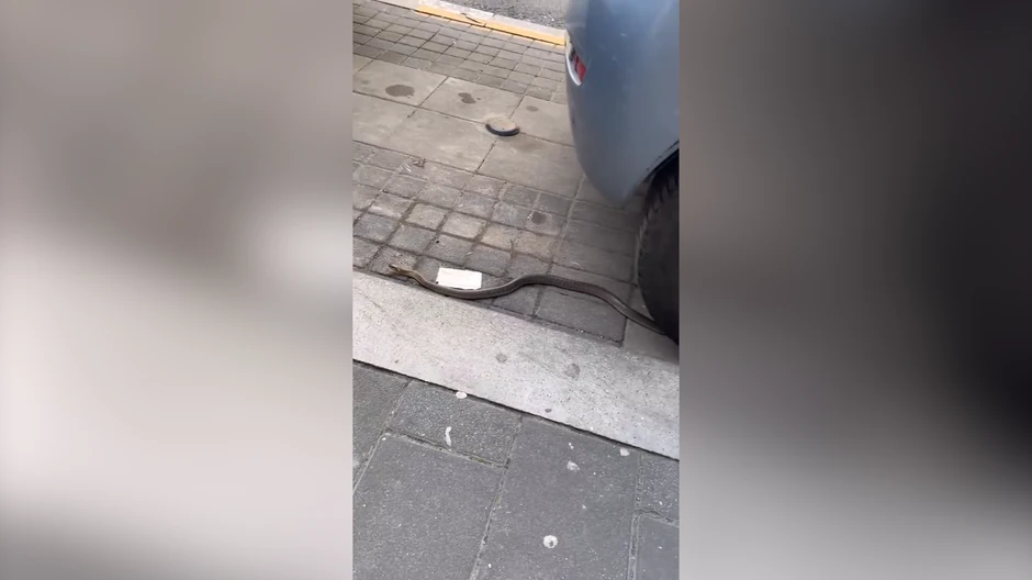 Zmija se uvukla u automobil u Beogradu