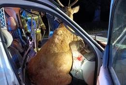 Makabryczny wypadek na Mazowszu. Potrącony jeleń wpadł do samochodu