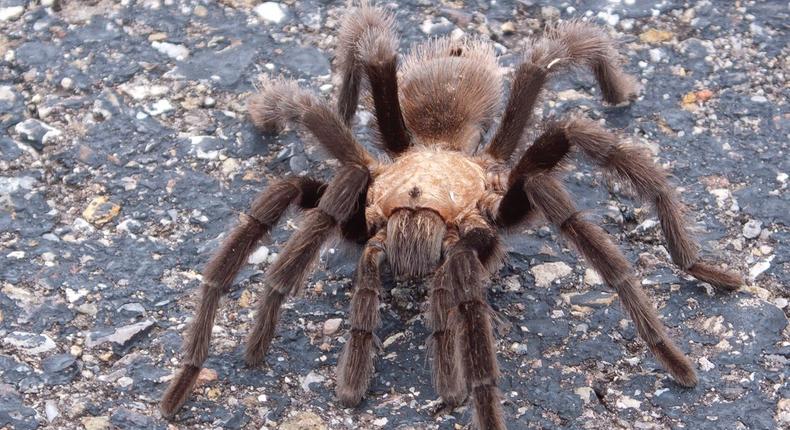 tarantula