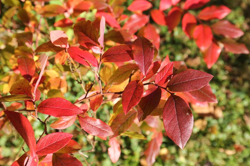 Świdośliwa jesienią ma piękne czerwone i pomarańczowe liście