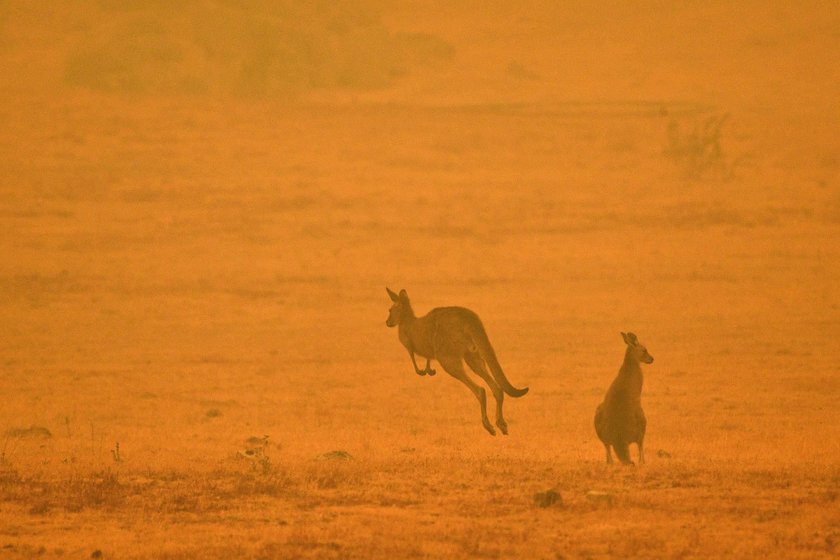 Tragiczne pożary w Australii