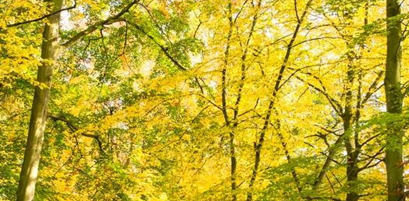 Temperatury takie, że mogą pomylić się pory roku! Prognoza pogody