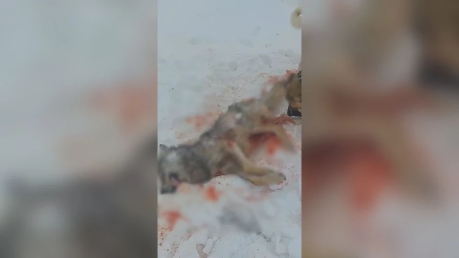 Neustrašivi pas spasio ovce od vuka