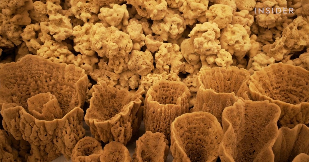 A sea sponge harvested from the Mediterranean Sea could set you back