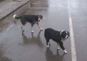 PIROT01 psi lutalice na ulicama pirota