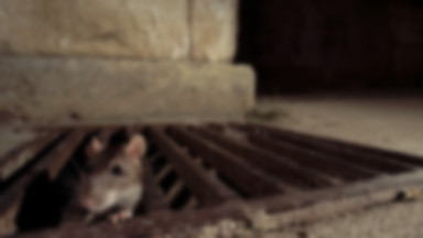 Tłuściutki szczur utknął w studzience kanalizacyjnej. Na pomoc wysłano ośmiu ratowników