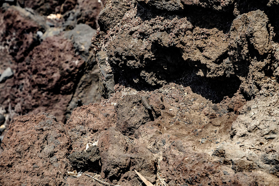 Na rozgrzanych skałach odpoczywały w bezruchu jaszczurki, mniejsi kuzyni wielkiego, liczącego ponad pół metra jaszczura z El Hierro. Ten niegdyś licznie zamieszkujący wyspę gatunek Lagarto Gigante jest zagrożony wymarciem, dlatego obecnie prowadzone są intensywne prace nad jego rozmnażaniem.