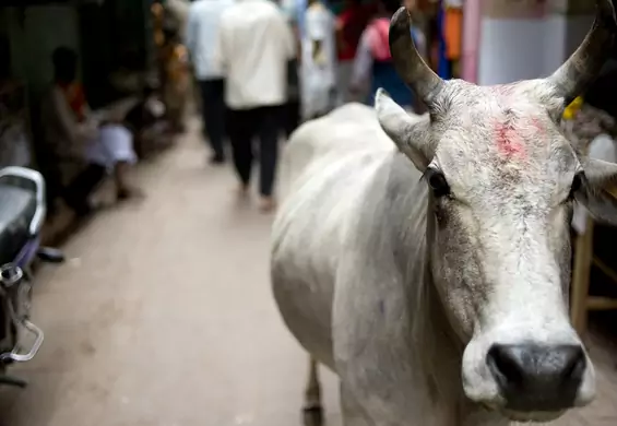 Indie chciały zastąpić walentynki "Dniem przytulania krów". Pomysł padł po fali krytyki