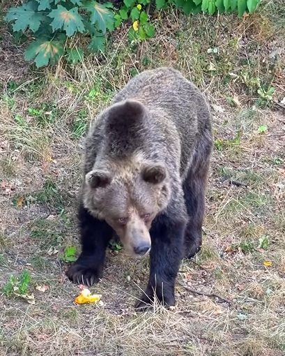 Nowy niedźwiedź we wrocławskich zoo urodził się na Słowacji