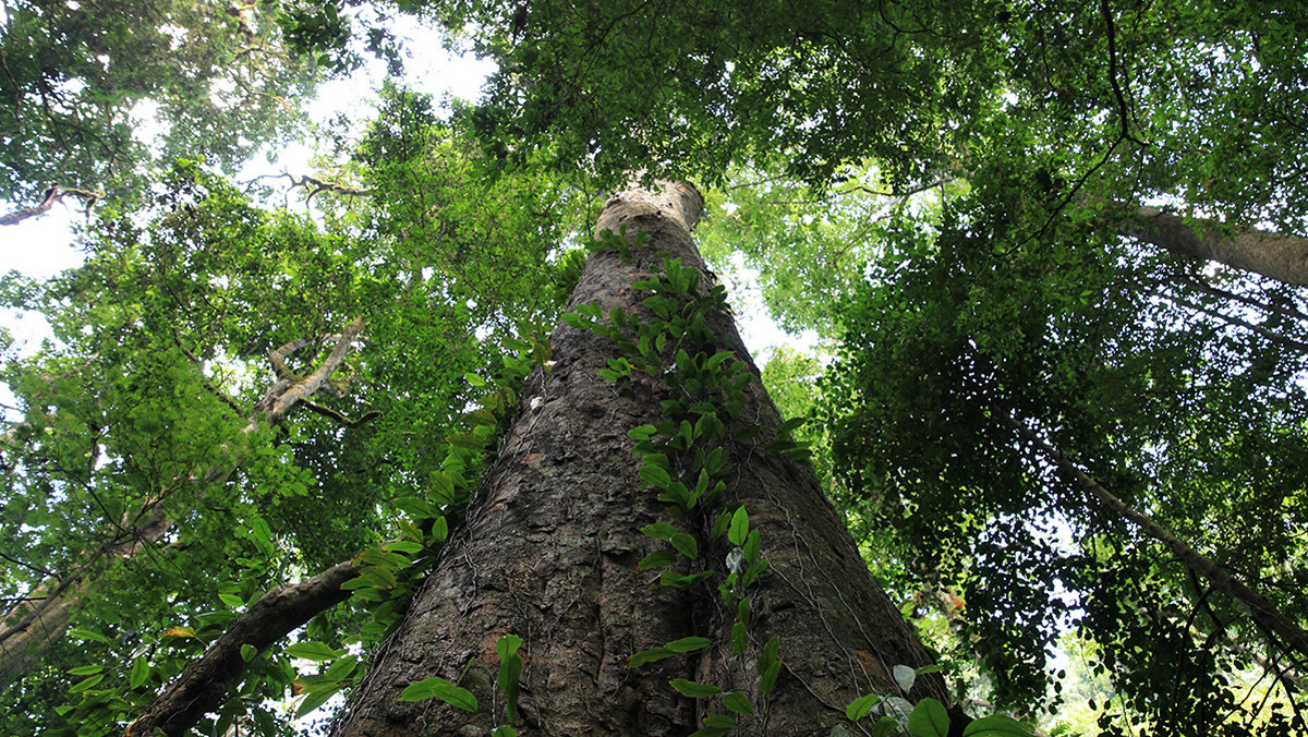 Najwyższe drzewo w Afryce zostało odkryte w rejonie Kilimandżaro, najwyższej góry Czarnego Lądu (5895 m n.p.m.) i jednego z najwyższych samotnych masywów. Olbrzymie drzewo rodzimego gatunku entandrophragma excelsum ma aż 81,5 m wysokości. Zostało znalezione w ubiegłym roku przez dra Andreasa Hemp i dr Claudię Hemp z niemieckiego Uniwersytetu w Bayreuth.