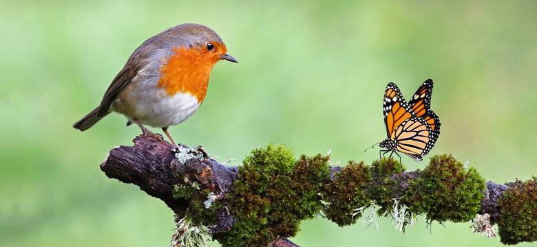 Zmiana nazw ptaków, które wywodzą się od ornitologów — zwolenników niewolnictwa i rasizmu