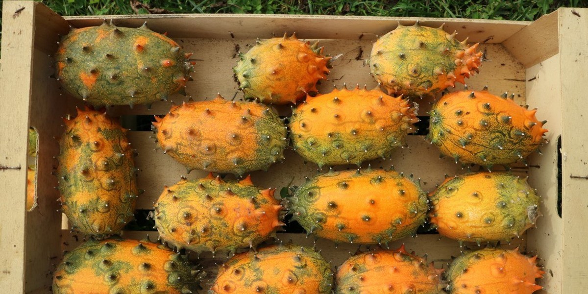 Thorn melon 7 amazing health benefits of thorn melon Pulselive Kenya