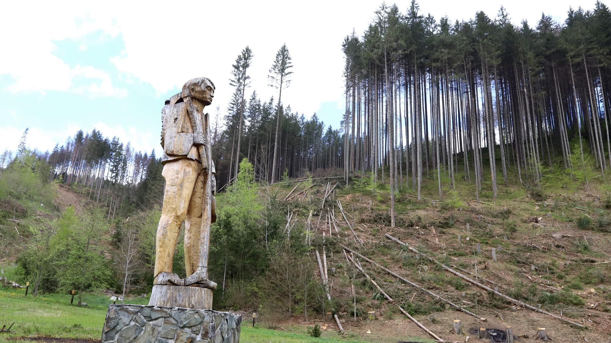 Masívna ťažba dreva v obci Čierny Balog