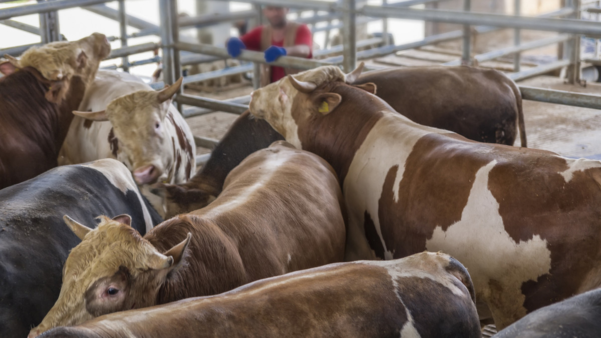 Mięso chorych krów z Polski w dziewięciu krajach UE